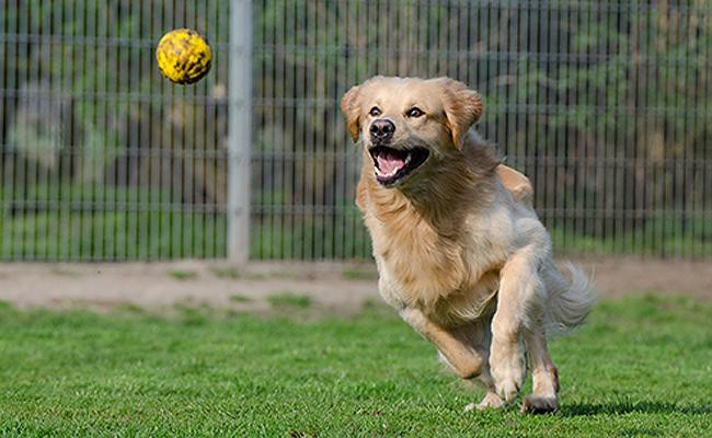 golden-retriever-intelligent-dogs