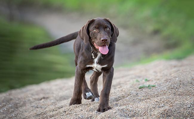 labrador-retriever-intelligent-dogs