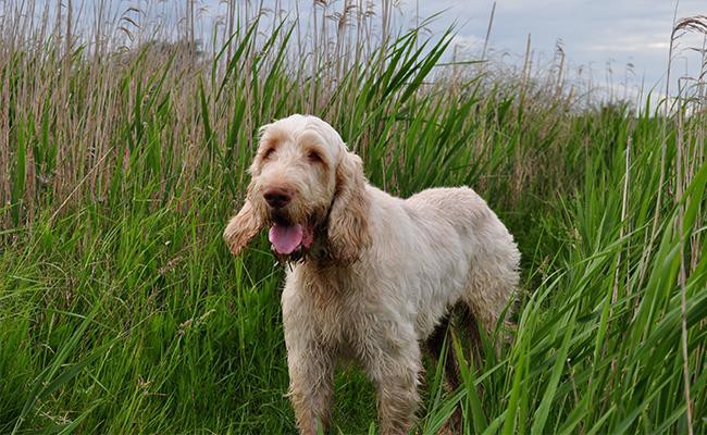 /wp-content/uploads/toptengamaimages/italian-dog-names/italian-spinone-names.jpg