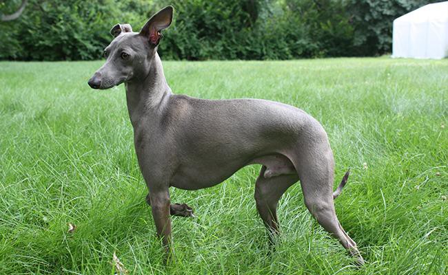 italian-greyhound-breed-characteristics-sheet