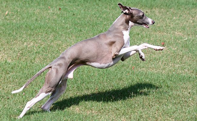 italian-greyhound-training