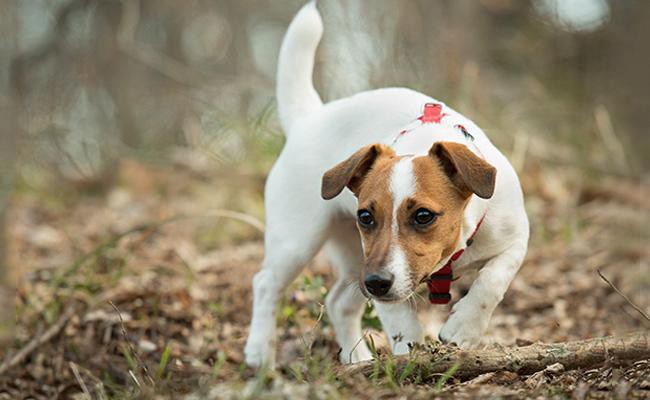 jack-russell-terrier-history