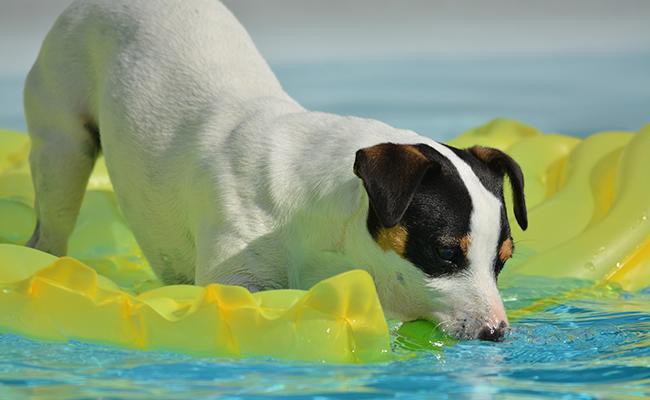 jack-russell-terrier-training