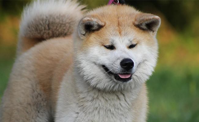 akita-japanese-dog