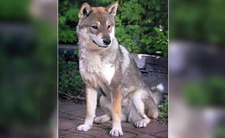 shikoku-japanese-dog