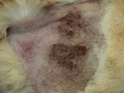 labrador-retriever-acute-moist-dermatitis