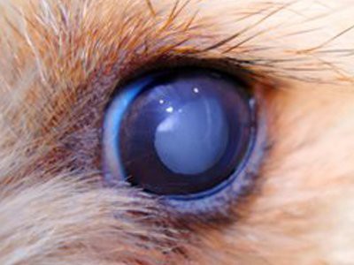 labrador-retriever-cataracts