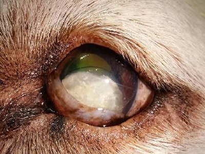 labrador-retriever-progressive-retinal-atrophy
