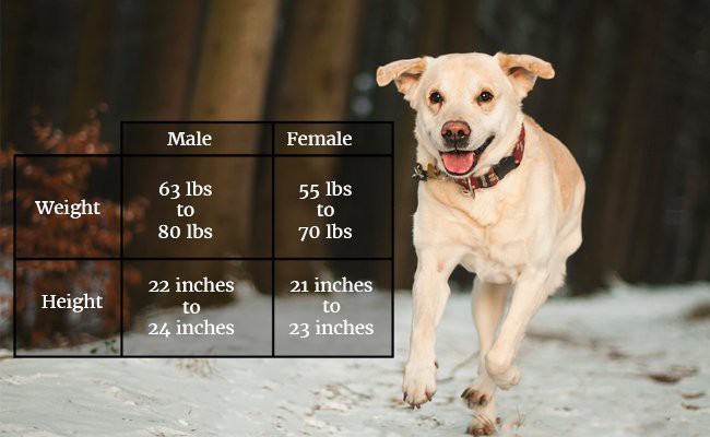 labrador-retriever-size-and-weight - Labrador Retriever