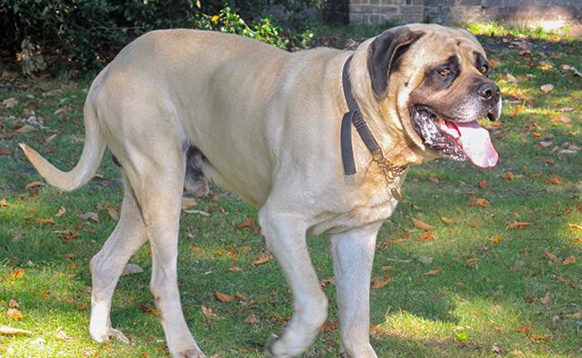 mastiff-large-dog
