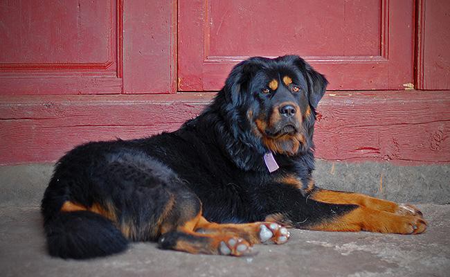 tibetan-mastiff-large-dog