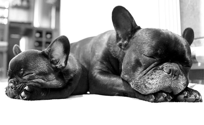 french-bulldog-lazy-dog-breeds
