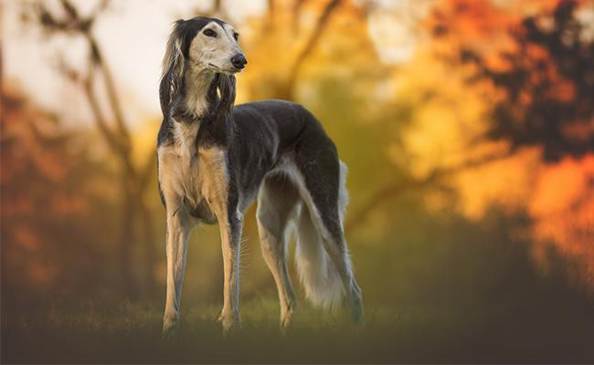 greyhound-lazy-dog-breeds