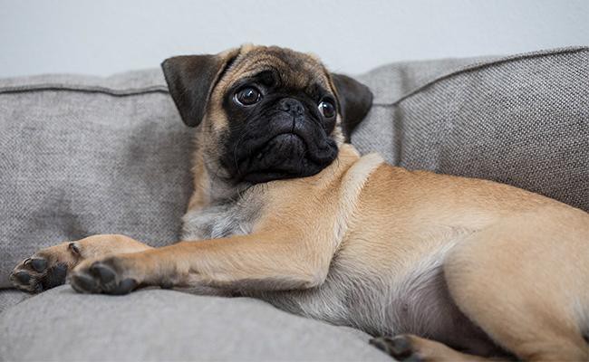 pug-lazy-dog-breeds