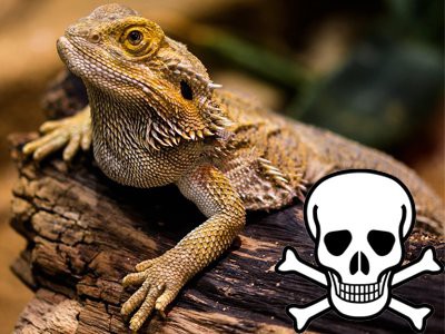 are-lizards-dangerous - Lizards
