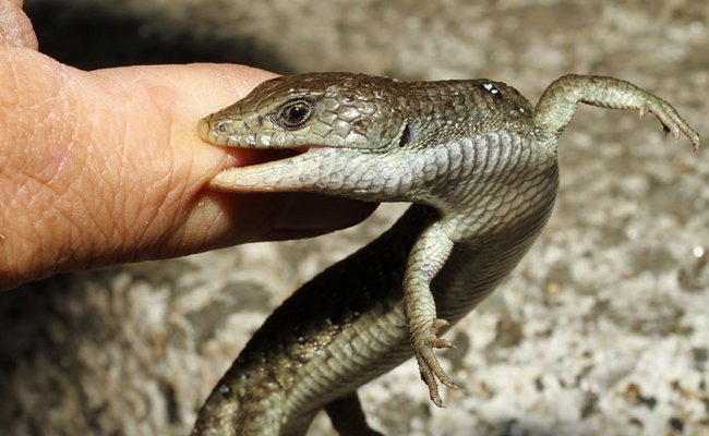 lizard-bite - Lizards