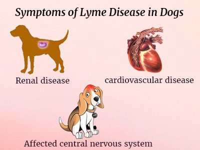 symptoms-of-lyme-disease-in-dogs