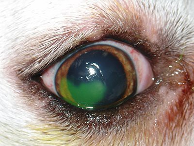 corneal-ulcer-maltese-puppy