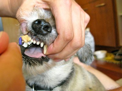 dental-problems-maltese-puppy