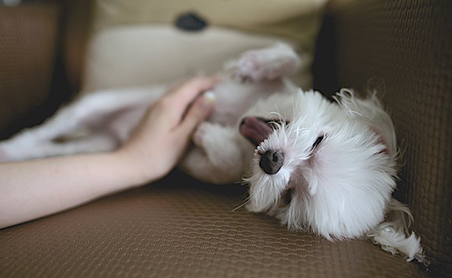 temperament-maltese-puppy