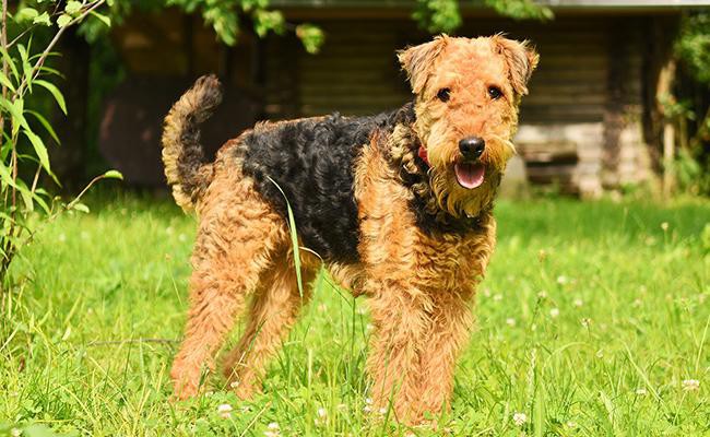 airedale-terrier-medium-size-dogs