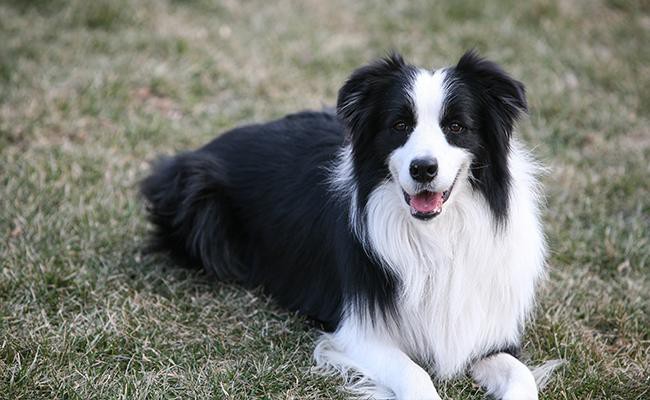 border-collie-medium-size-dogs