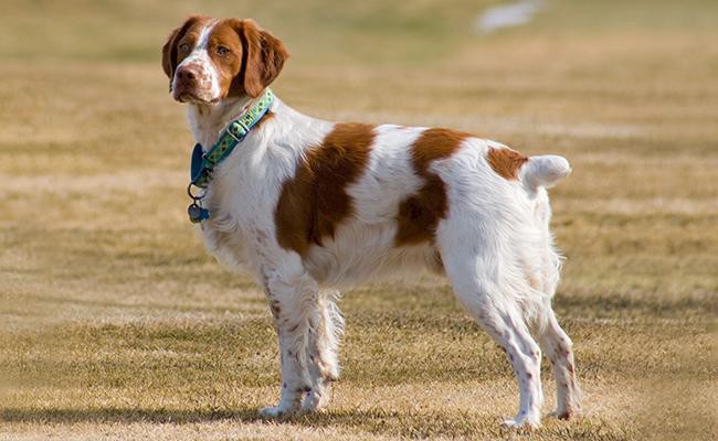 brittany-medium-size-dogs