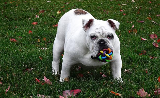 bull-dog-medium-size-dogs