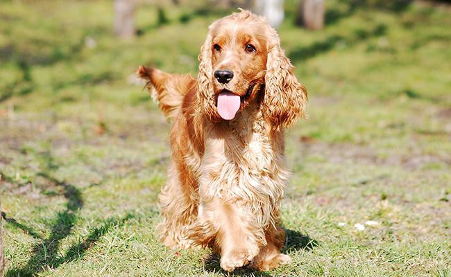 english-cocker-spaniel-medium-size-dogs