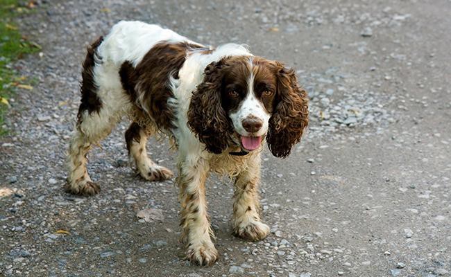 english-springer-spaniel-medium-size-dogs