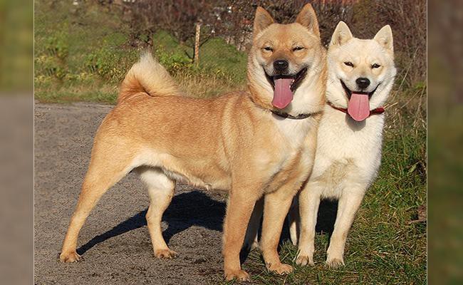 hokkaido-medium-size-dogs