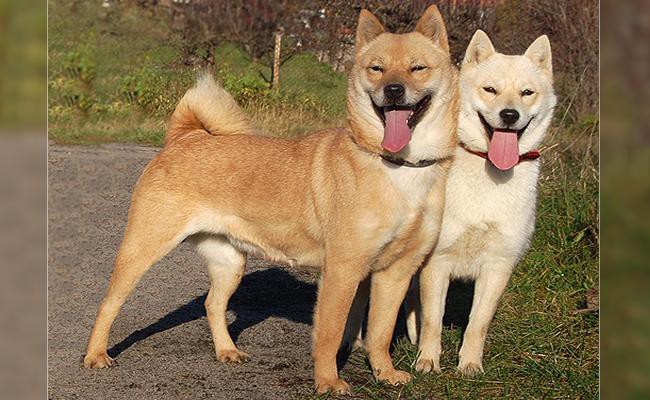 hokkaido-medium-size-dogs