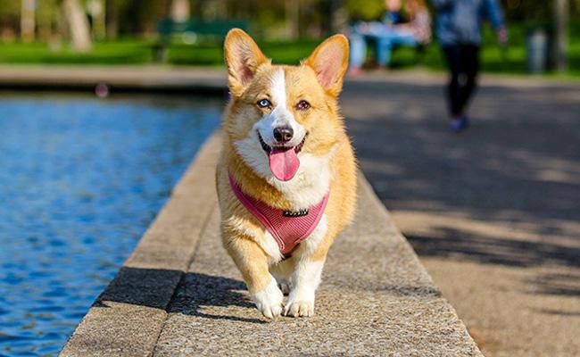 pembroke-welsh-corgi-medium-size-dogs