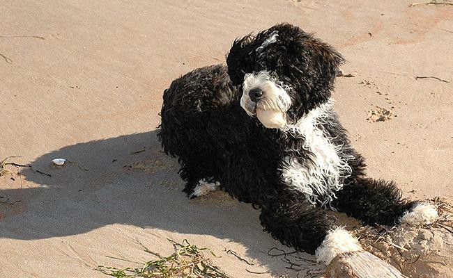 portuguese-water-medium-size-dogs