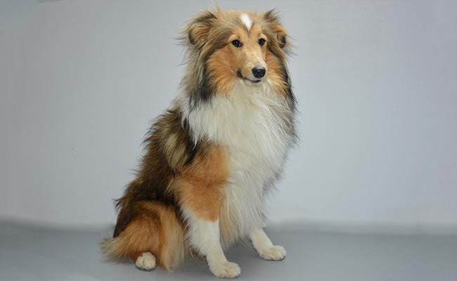 shetland-sheepdog-medium-size-dogs