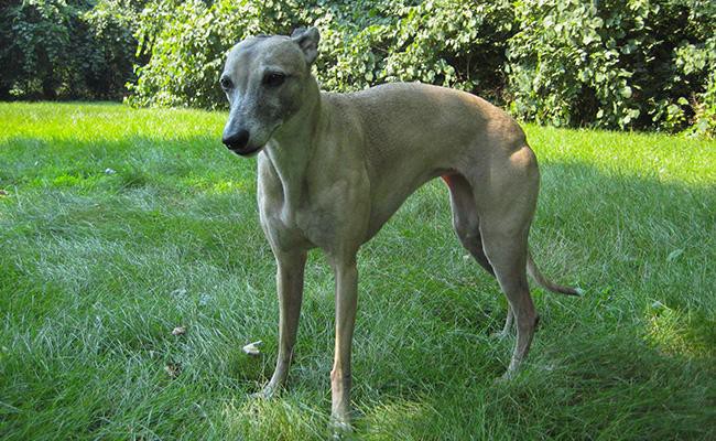 whippet-medium-size-dogs