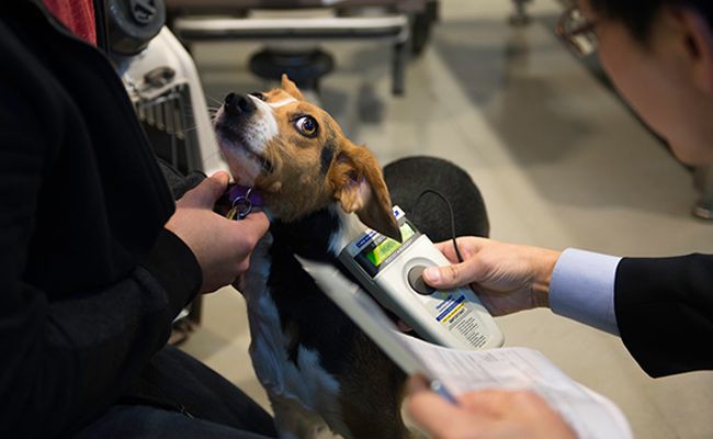 how-to-maintain-a-pets-microchip - Microchipping Your Pet