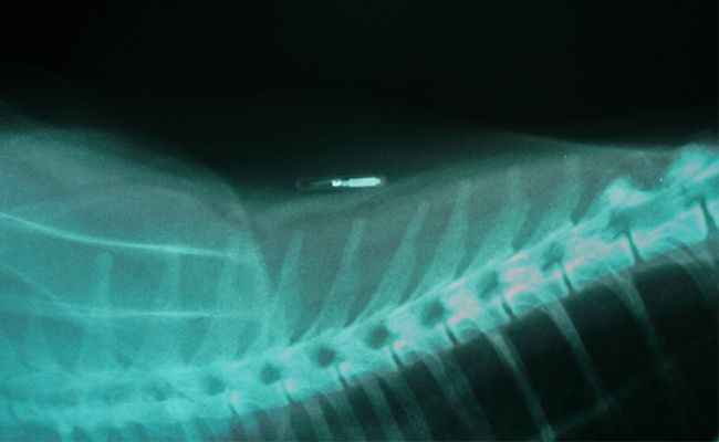 whats-microchipping-are-there-any-restrictions - Microchipping Your Pet