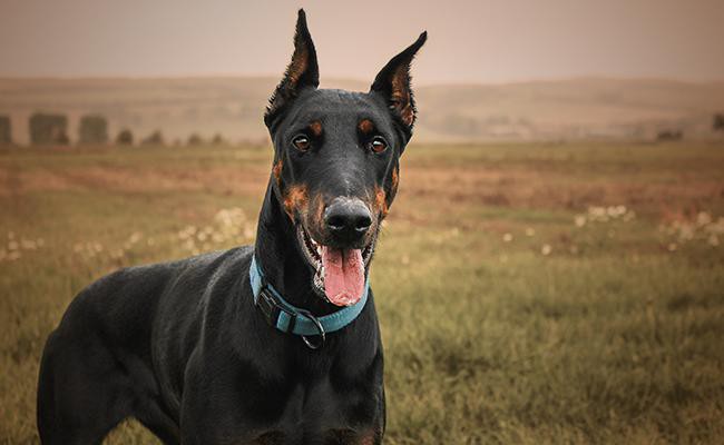 doberman-pinscher-military-dogs