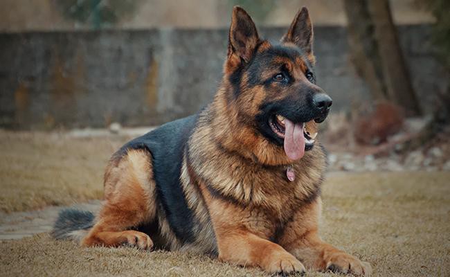 german-shepherd-military-dogs