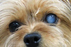eye-problems-morkie-puppies
