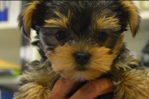 liver-problems-morkie-puppies