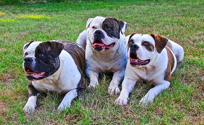 american-bulldog-most-dangerous-dogs