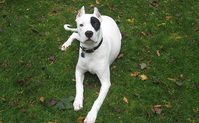 dogo-argentino-most-dangerous-dogs