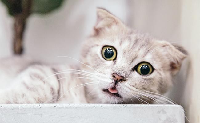 munchkin-cat-temperament