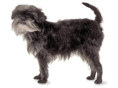 affenpinscher-non-shedding-dogs