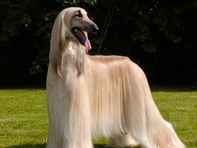 afghan-hound-non-shedding-dogs