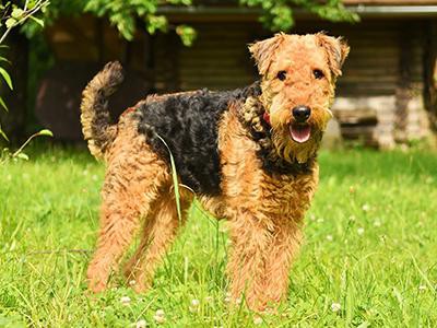 airedale-terrier-non-shedding-dogs