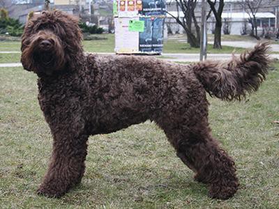 barbet-non-shedding-dogs