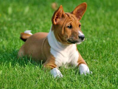 basenji-non-shedding-dogs